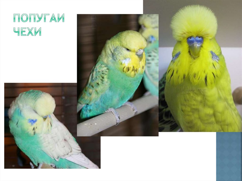 ᐉ выставочный попугай чех: в чем отличие от волнистого - kcc-zoo.ru