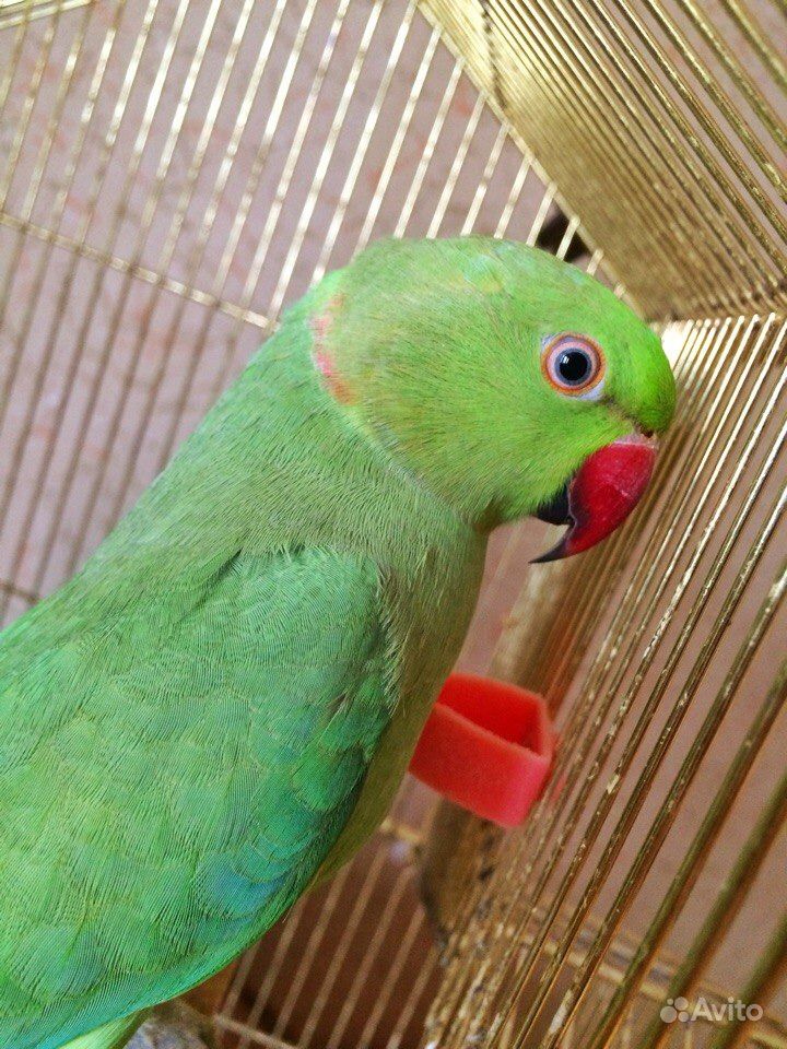 Ожереловый попугай. образ жизни и среда обитания ожерелового попугая | животный мир