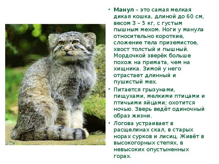 ᐉ манул можно ли содержать дома, манулы фото в домашних условиях - zooshop-76.ru