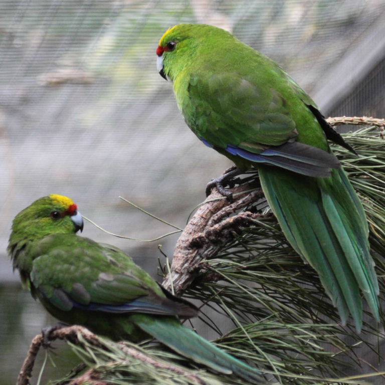 Какарик попугай. образ жизни и среда обитания попугая какарик | животный мир