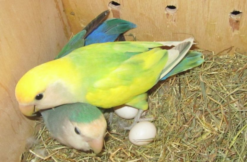 Разведение попугаев неразлучников в домашних условиях