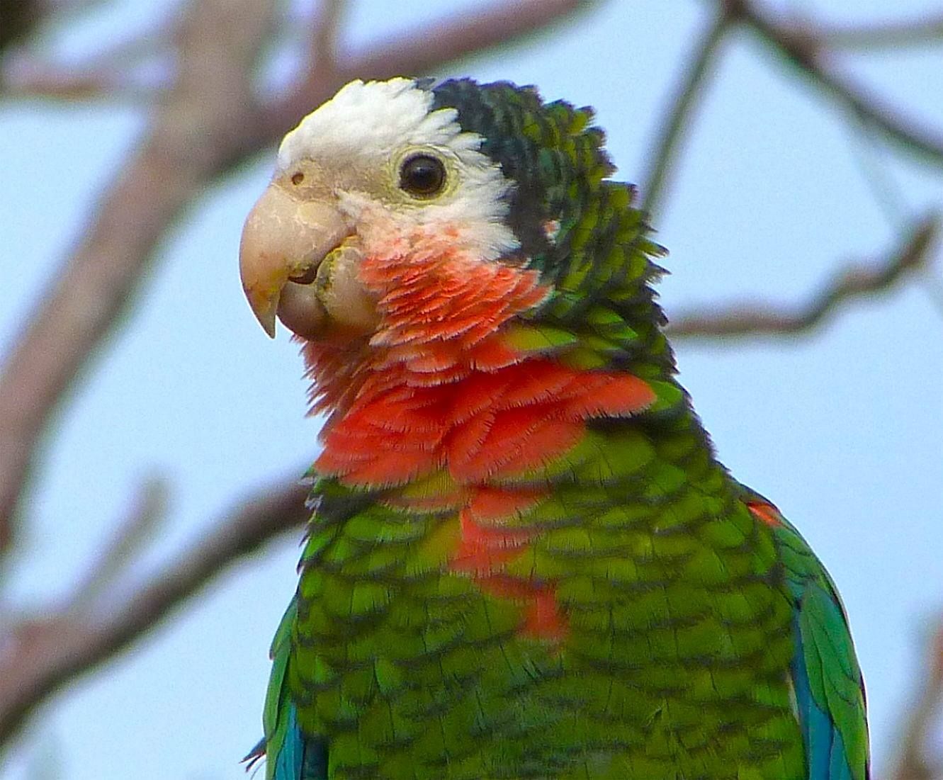 Кубинские амазоны — амазонские попугаи или амазоны