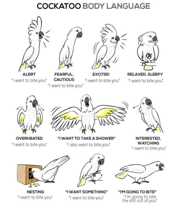 Как понять волнистого попугая