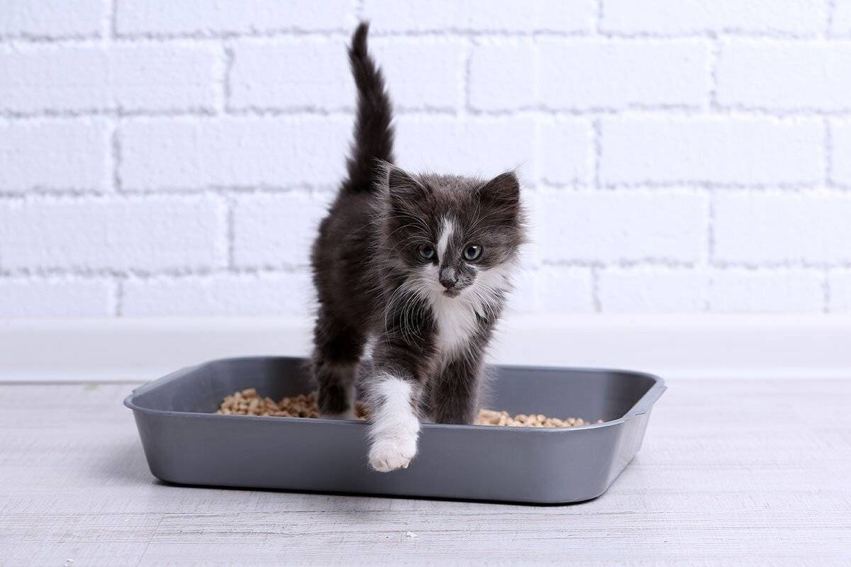 Как приучить котенка к лотку за 1 день: пошаговая инструкция