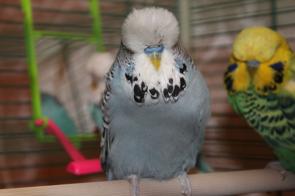 Выставочные волнистые попугаи: чехи и другие виды волнистиков