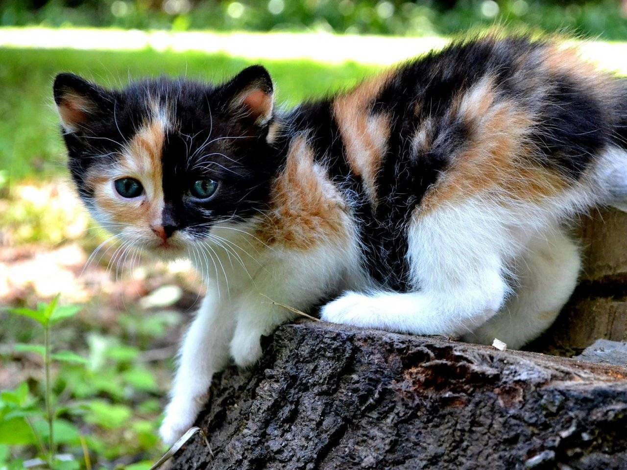 Как назвать трехцветную кошку девочку: 325 японских и английских имён на 2021 год