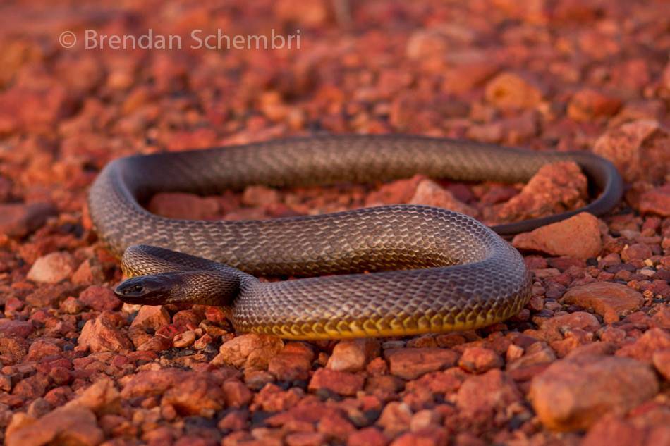 Самая жестокая австралийская змея (тайпан): характеристика, описание и фото