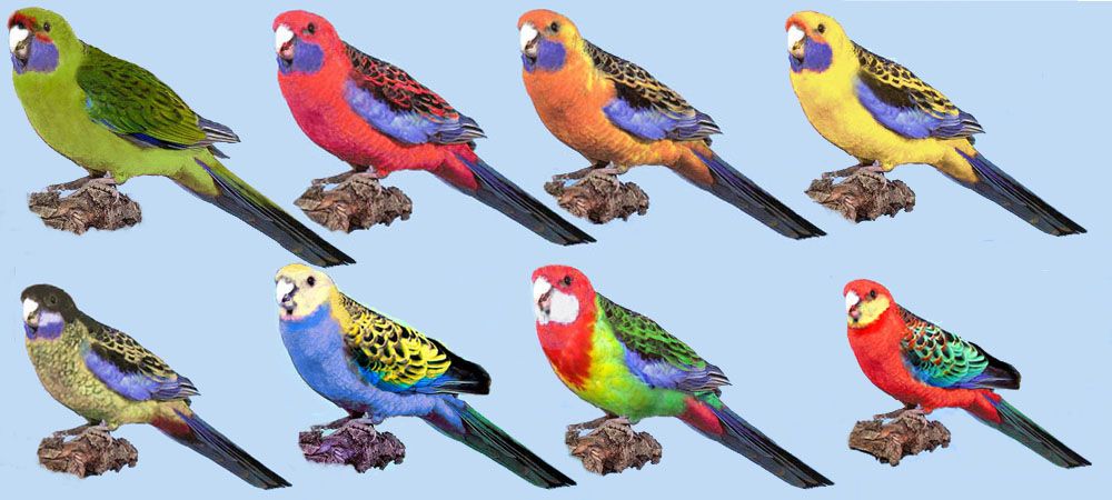 Самые дорогие попугаи в мире топ 10 – фото и описание