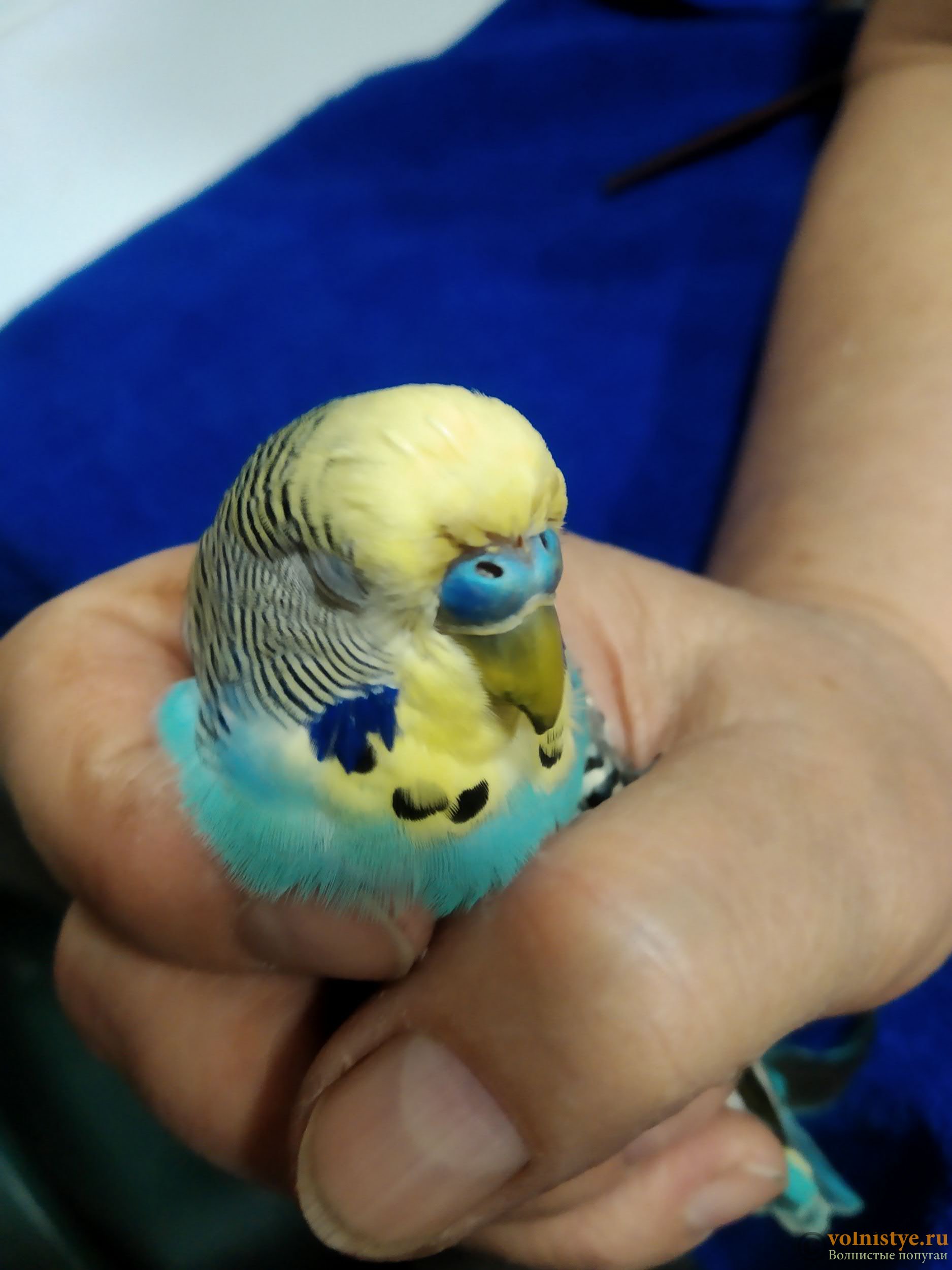 Нарост на клюве у волнистого попугая: причины и лечение