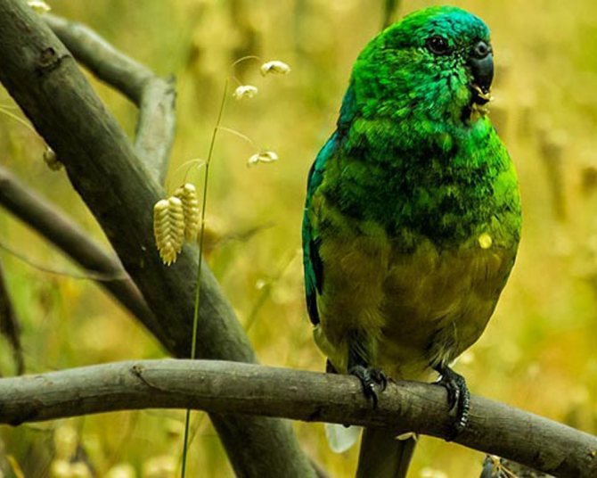 Домашние виды попугаев, 10 лучших пород попугаев для домашнего содержания