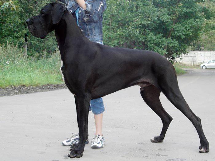 Немецкий дог: описание характера собаки и обзор особенностей породы (110 фото)