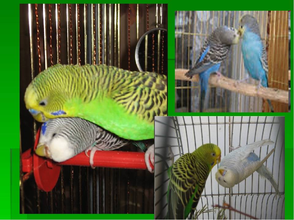Изящные волнистые попугайчики с ярким оперением и дружелюбным характером