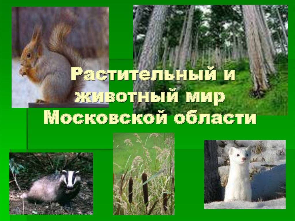 Красная книга московской области | описания и фото животных