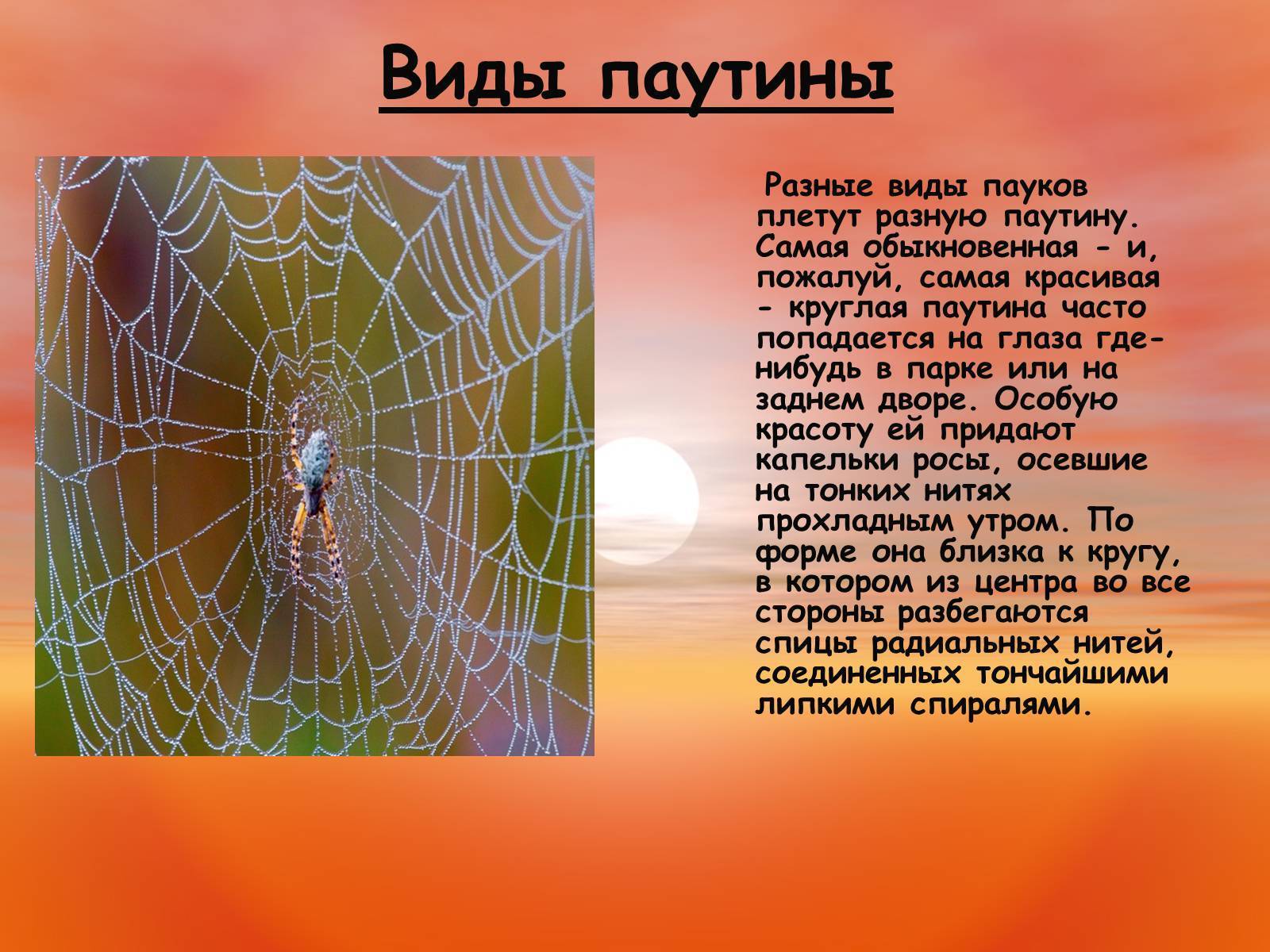Как паук плетет паутину: откуда она появляется, особенности создания и зачем ему паутина