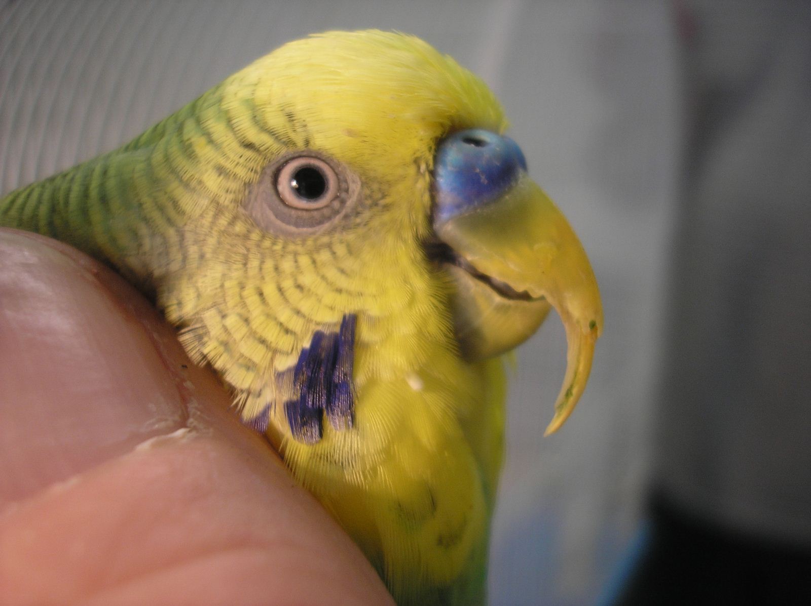 Почему попугай скрипит клювом: подробное описание причин