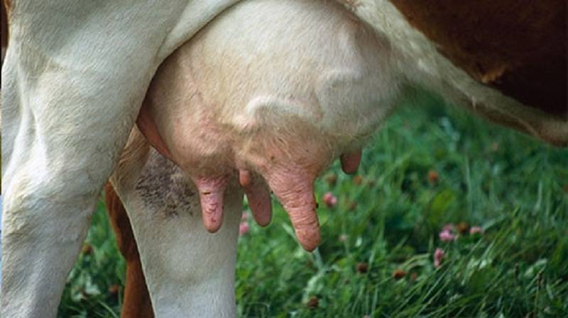 Инфекционный мастит у коров - болезни коров