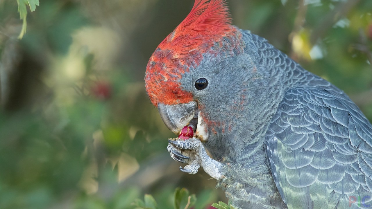 Обзор видов попугаев: название, краткое описание и фото, определение вида