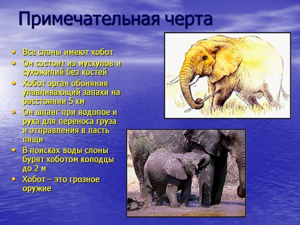 Значение и основные функции хобота слона