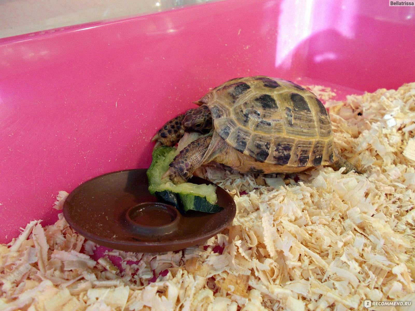 Как правильно ухаживать за сухопутной черепахой в квартире