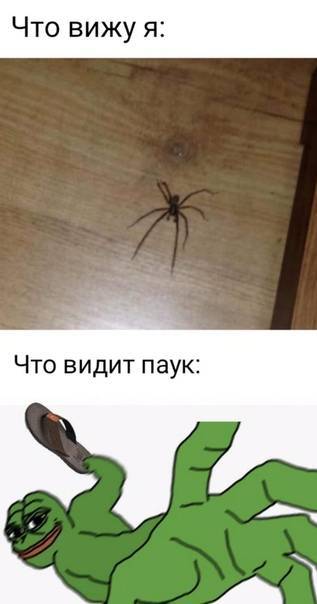 Интересные приметы про пауков