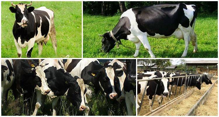 Черно-пестрая порода коров: характеристика крс + фото, отзывы