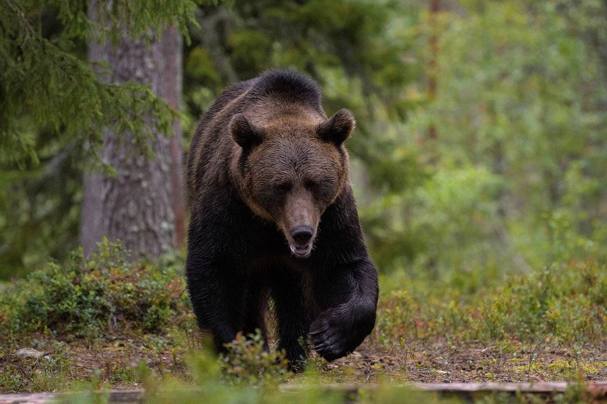 Барибал (медведь черный): описание, внешний вид, особенности, среда обитания и интересные факты