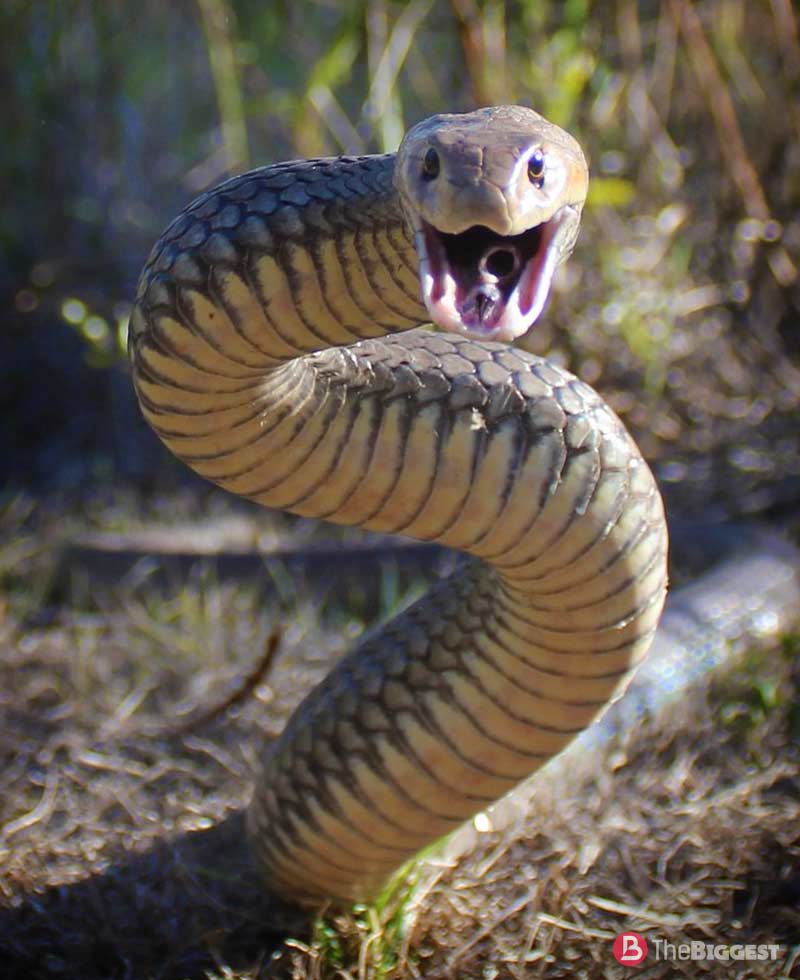 Самые ядовитые и опасные виды змей в россии - фото с названиями и описанием — природа мира