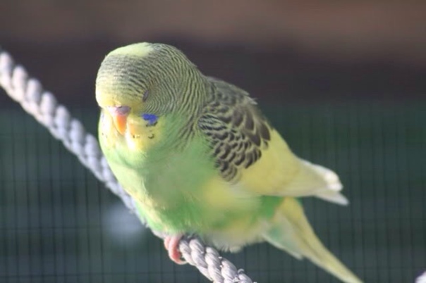 Как спят волнистые попугаи, описание, фото