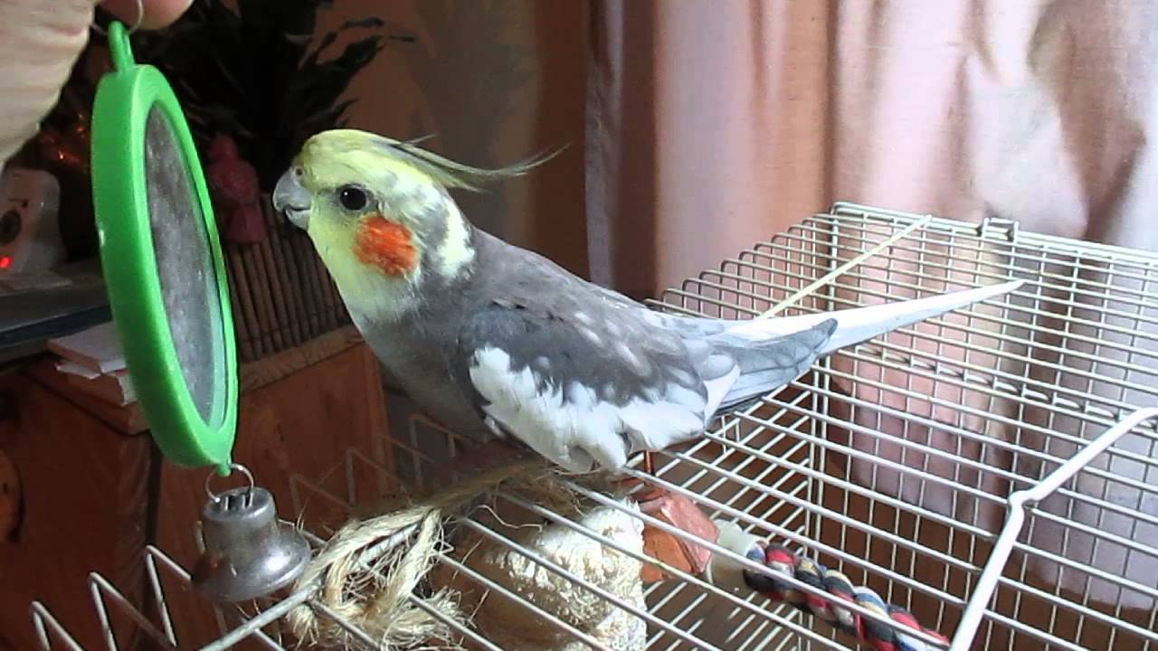 Всё о попугаях корелла | блог ветклиники "беланта"