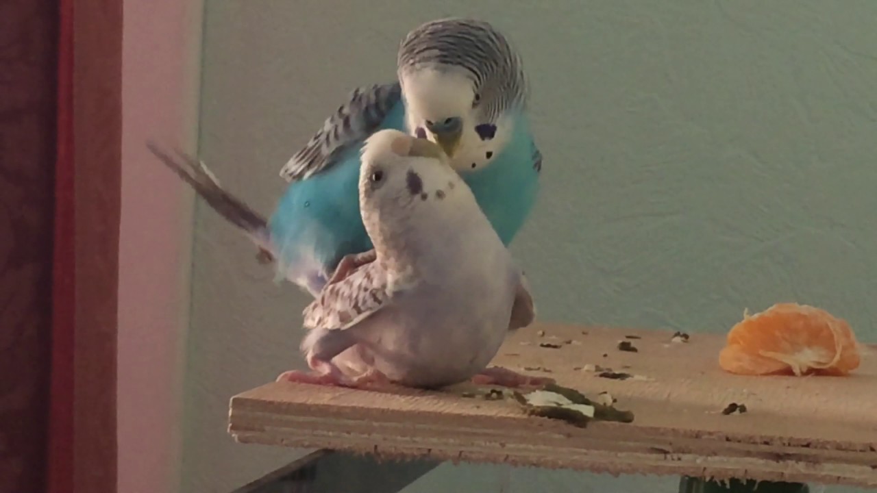 Как размножаются волнистые попугаи: разведение птиц в домашних условиях