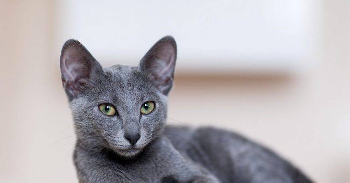Русская голубая кошка: 125 фото базовых стандартов и видео описание породы