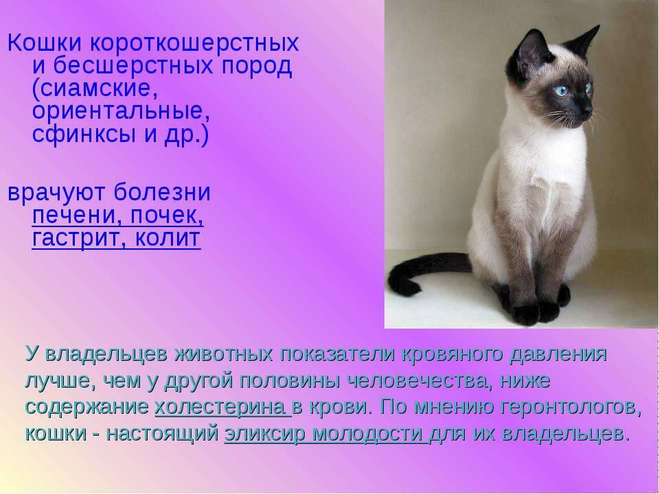 Сиамская кошка с фото, характер сиамских кошек и описание породы