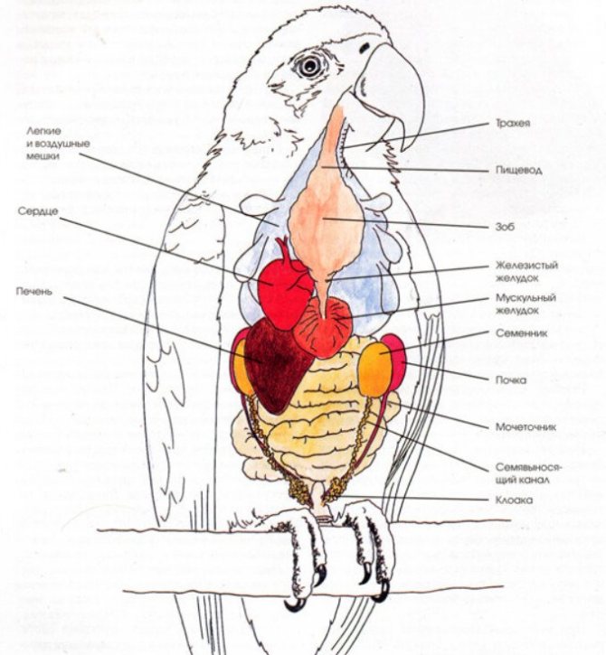 Волнистый попугай. как содержать, чем кормить волнистого попугая