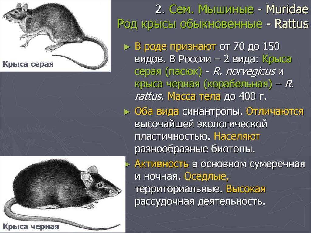 История грызунов. эволюция и происхождение грызунов. грызуны, мыши, крысы.