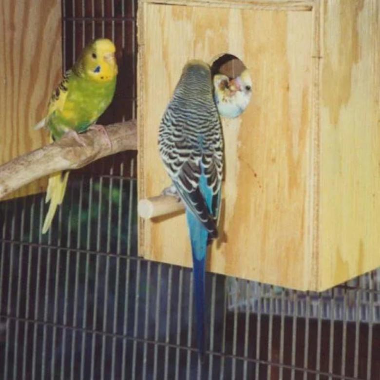 Разведение волнистых попугаев, размножение в домашних условиях для начинающих