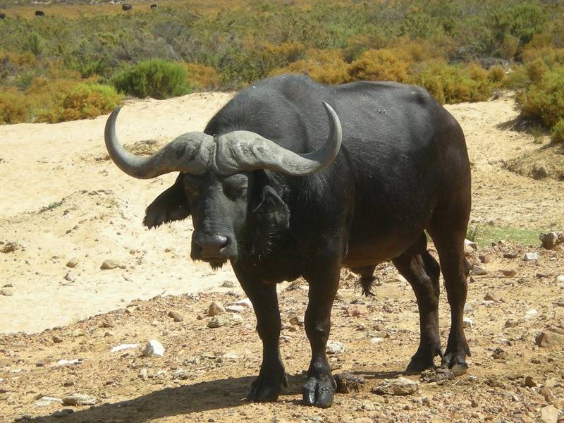 Водяной буйвол — абсурдопедия