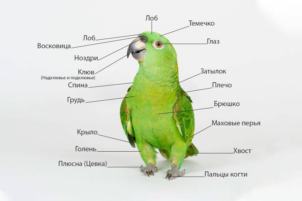 Уши у попугаев: строение и расположение органов слуха