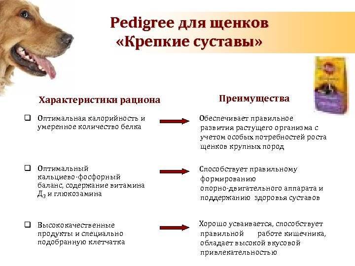 ᐉ как ухаживать за щенком лабрадора - ➡ motildazoo.ru