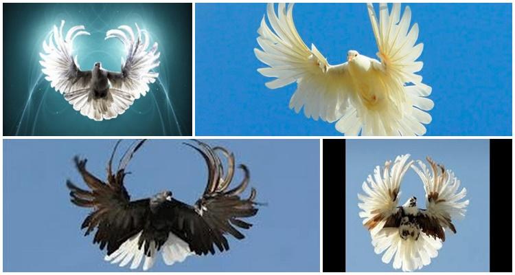 Серпастые голуби: описание породы, фото