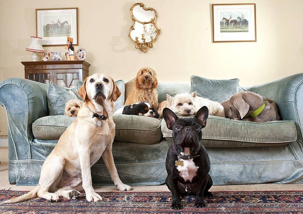 Собаки для квартиры лучшие породы | какую собаку лучше завести в квартире