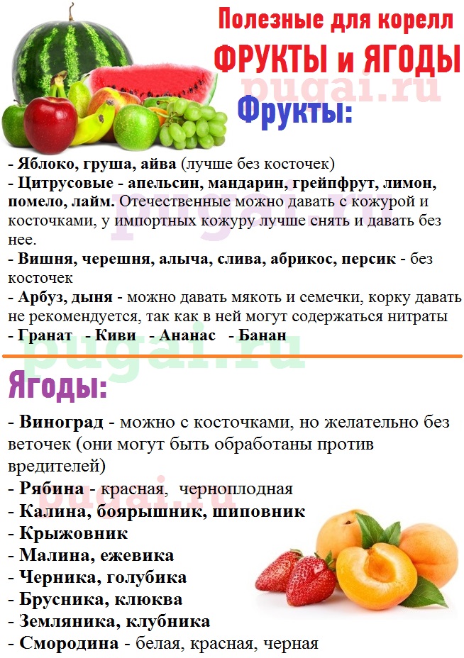 Какие овощи и фрукты можно давать волнистому попугаю: можно ли есть малину и хурму, горох и помидоры, персик и гранат, как давать тыкву и морковь