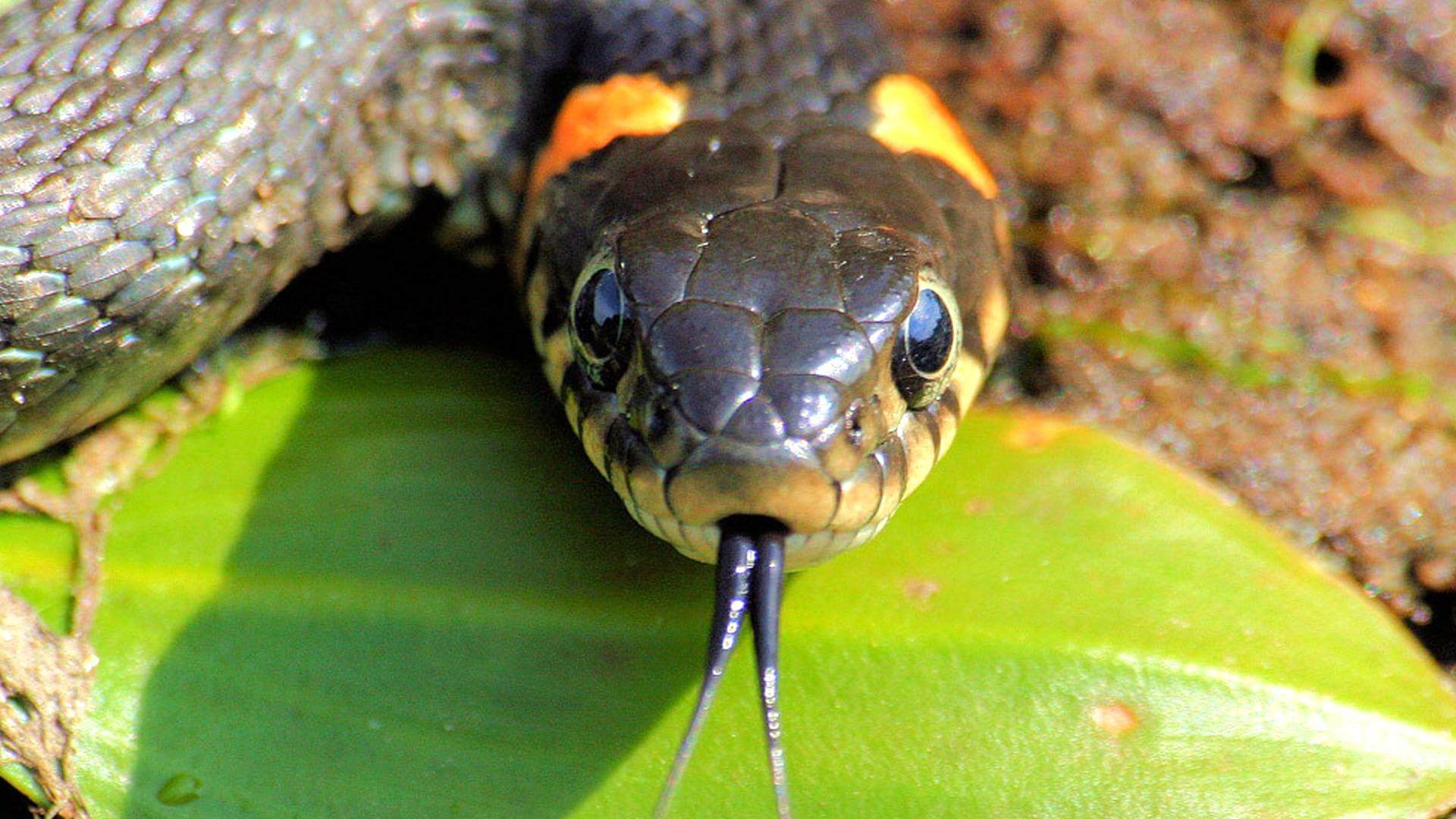 Королевская кобра! и 10 интересных фактов о ней