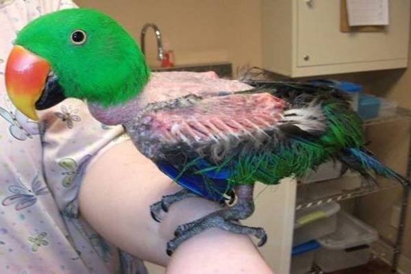 Почему у попугая могут выпадать перья и что делать в этом случае