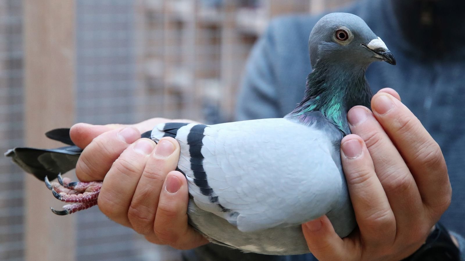 Породы бойных голубей: фото, описание и видео