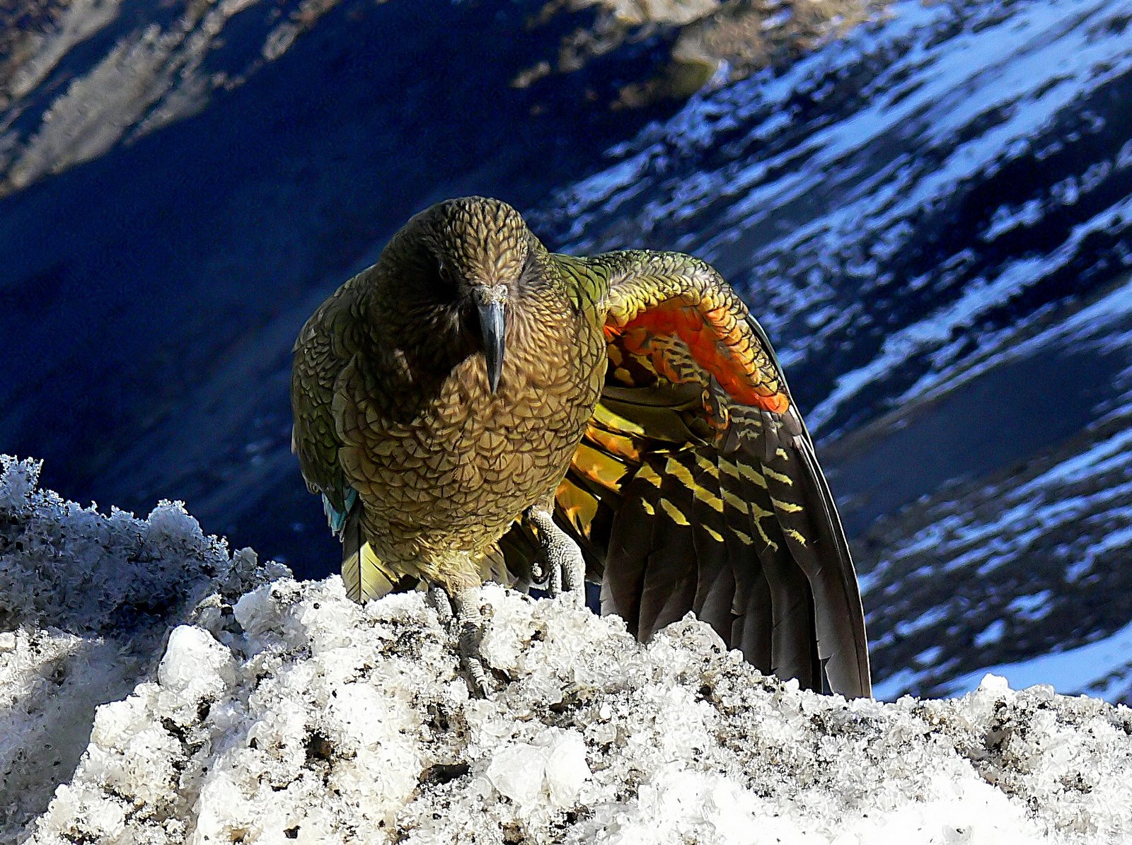 Хищный попугай кеа: ареал обитания, образ жизни, питание и размножение