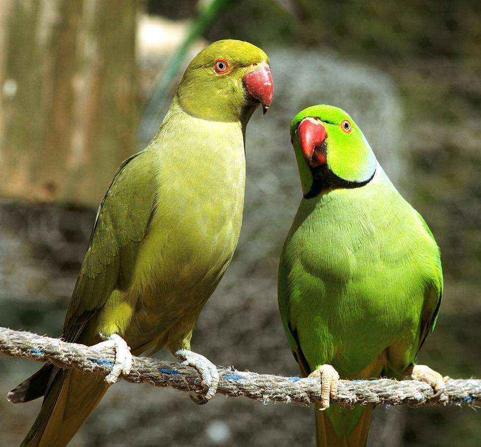 Кольчатые попугаи - вики