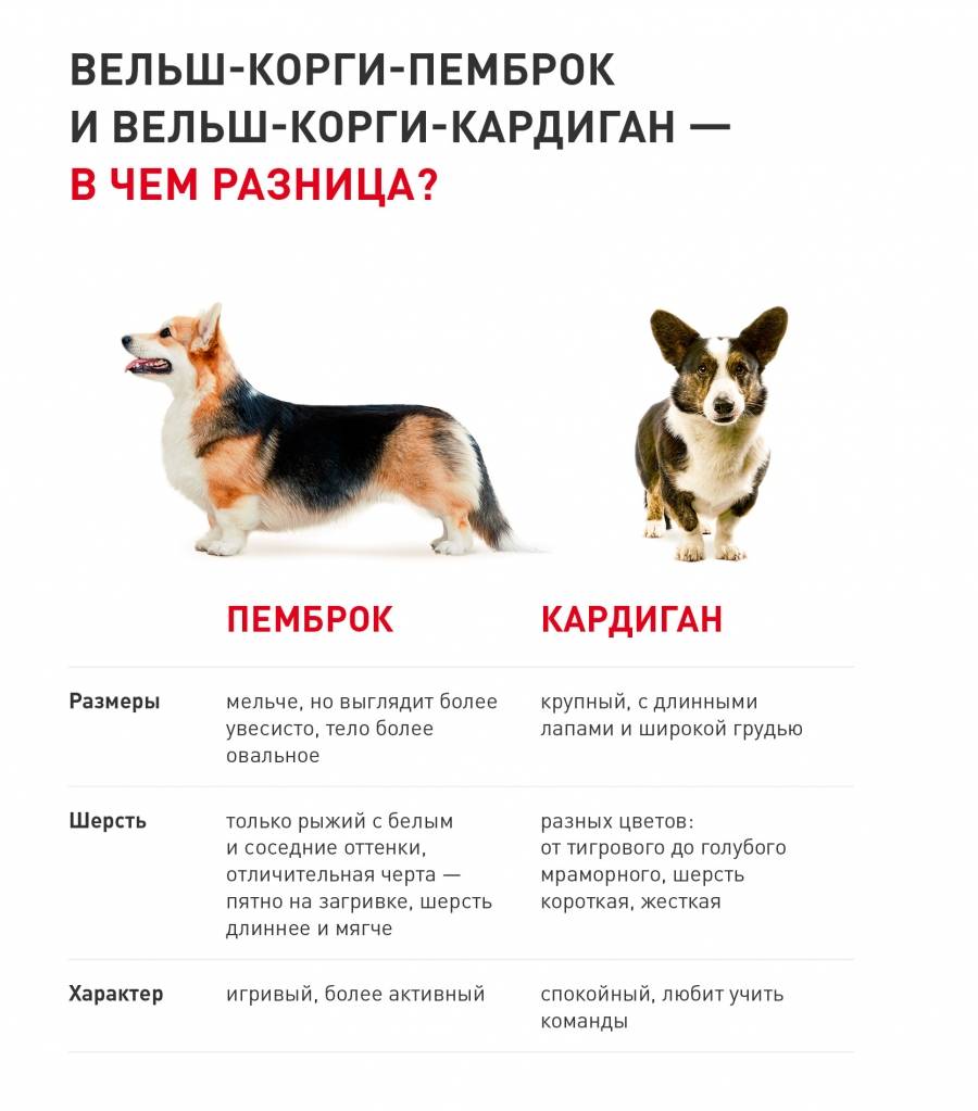 ᐉ как определить характер собаки по ее окрасу - zoovet24.ru