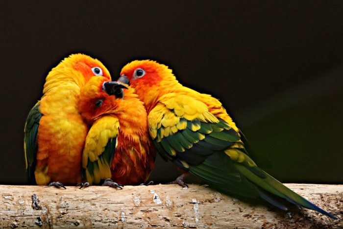 Аратинга попугай: виды, содержание в домашних условиях