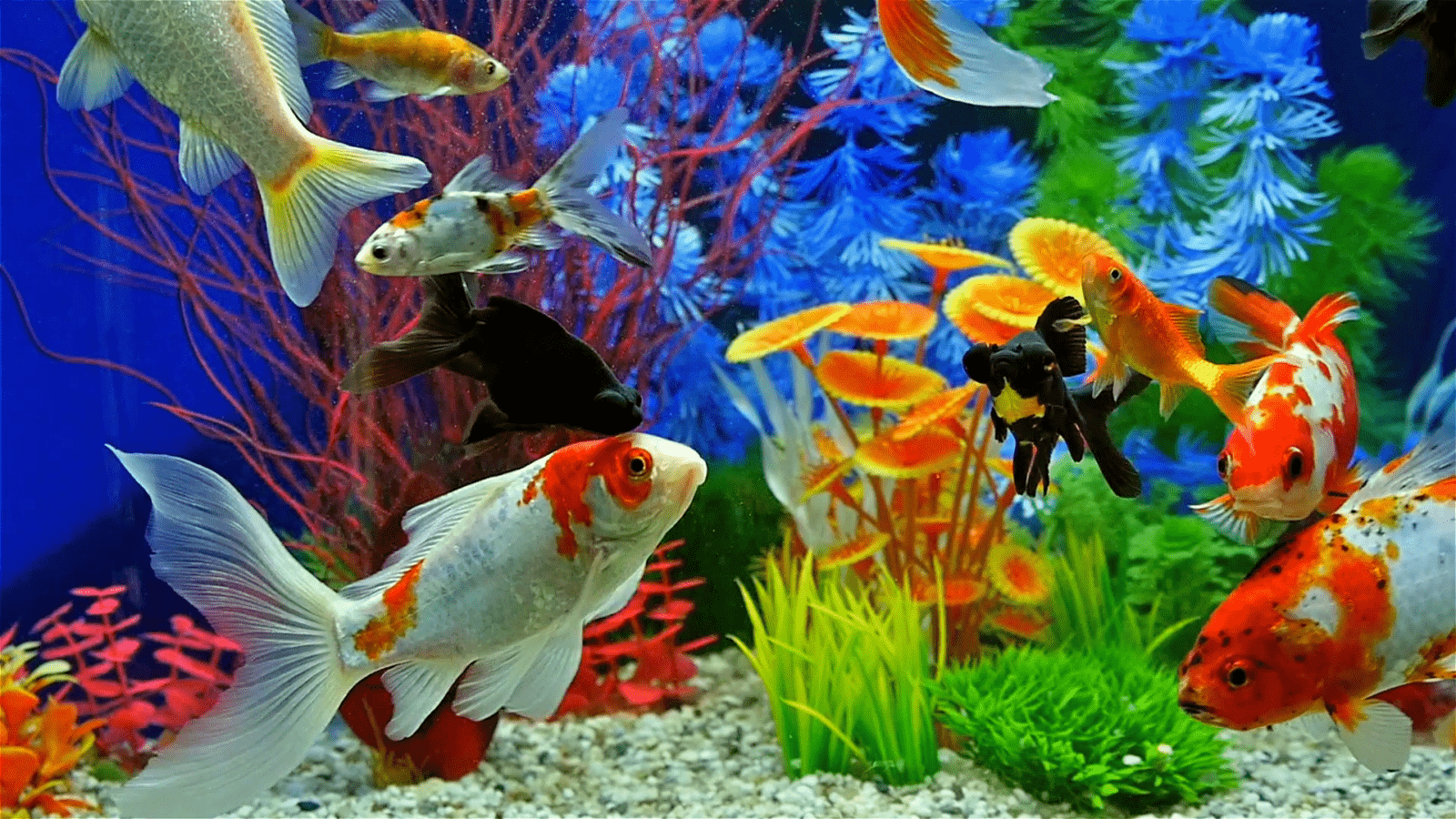 Список всех аквариумных рыбок ???? : фото, виды, список, описание и содержание - aqa.wiki