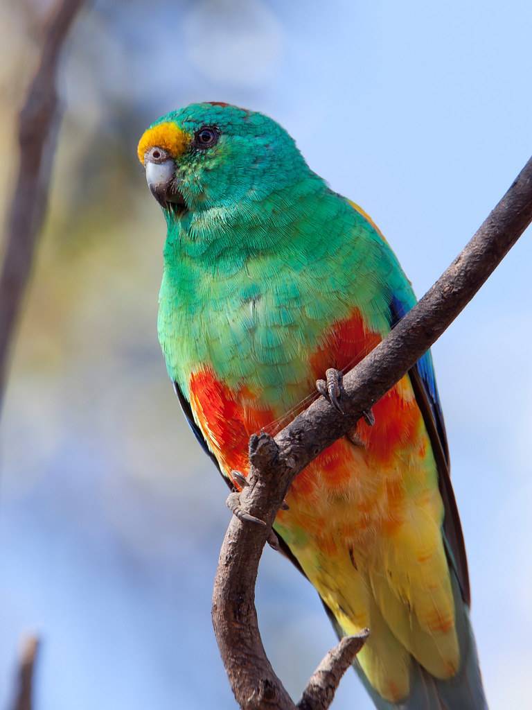 Певчий попугай: содержание и разведение